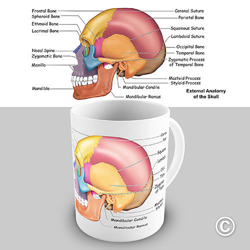 Skull Anatomy Novelty Mug